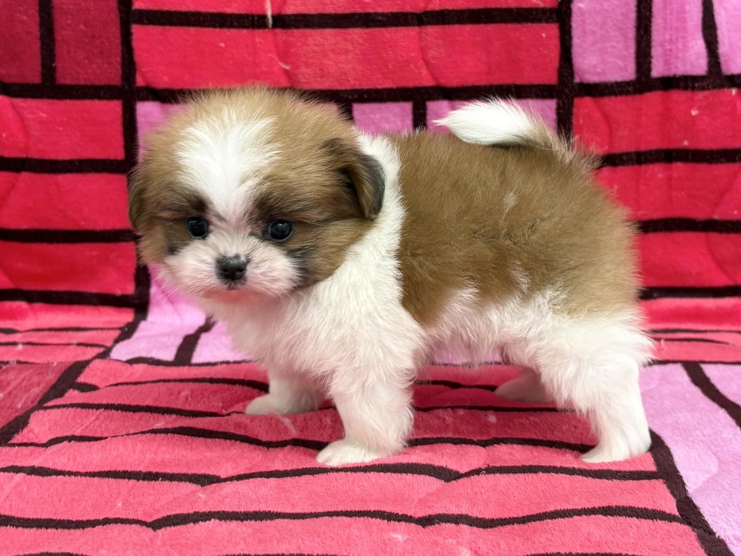 愛知県のポメズー/ポメシーズ(ポメラニアン×シーズー) (ハピースペット春日井アミーゴ店/2025年10月1日生まれ/男の子/その他色)の子犬の4枚目の画像