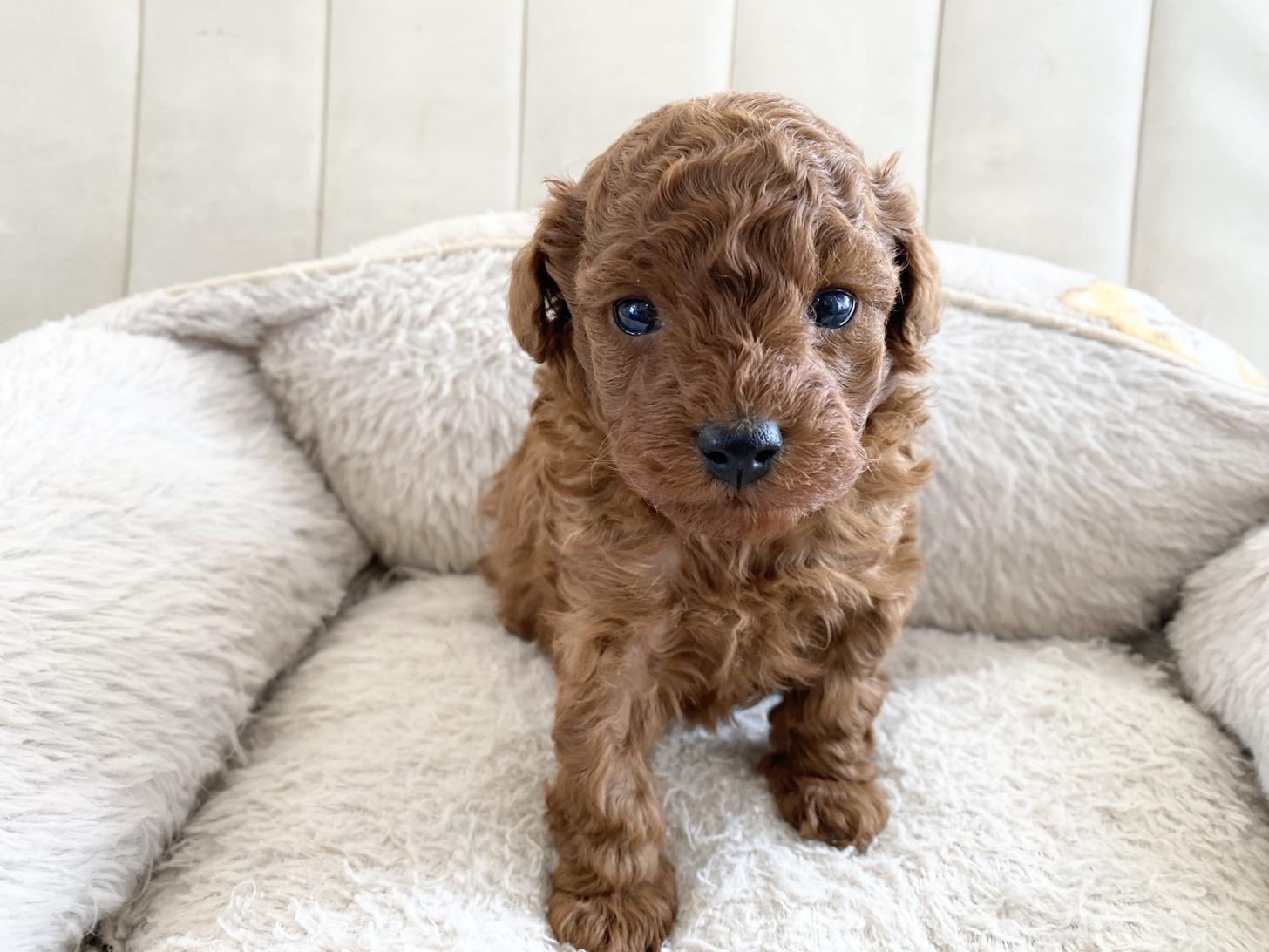 熊本県のトイプードル(トイ) (スタードッグス新熊本店/2025年2月3日生まれ/男の子/レッド)の子犬