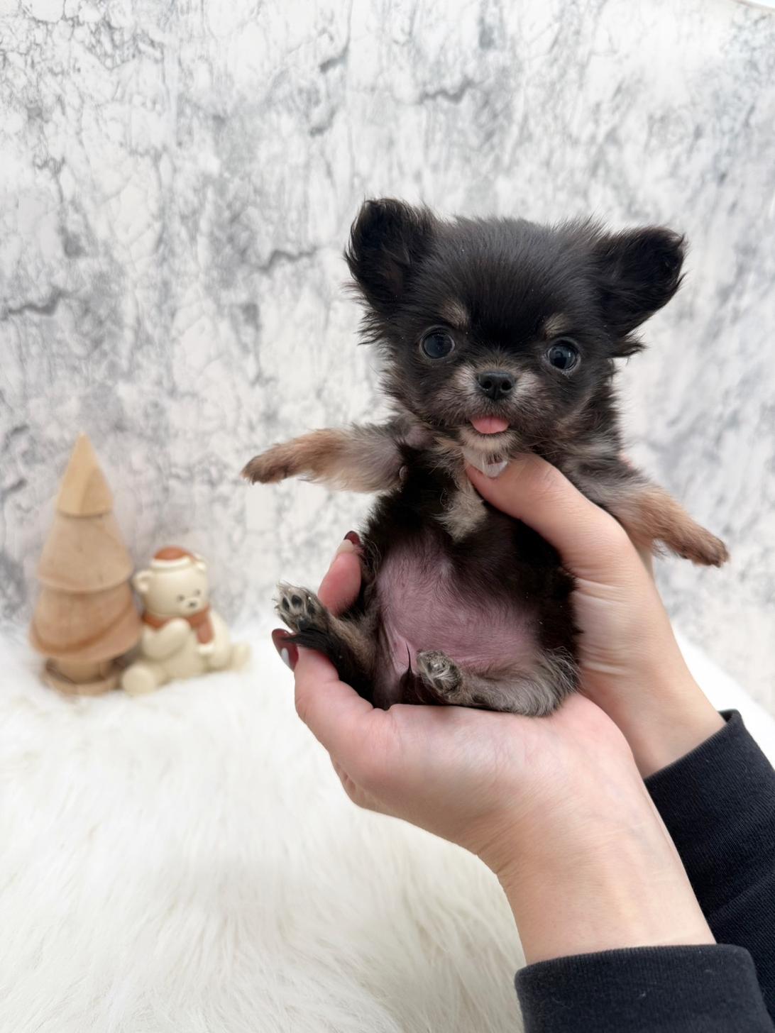 埼玉県のチワワ(ロング) (PETSHOP FATIS/2025年10月12日生まれ/女の子/ブラックタンホワイト)の子犬の1枚目の画像