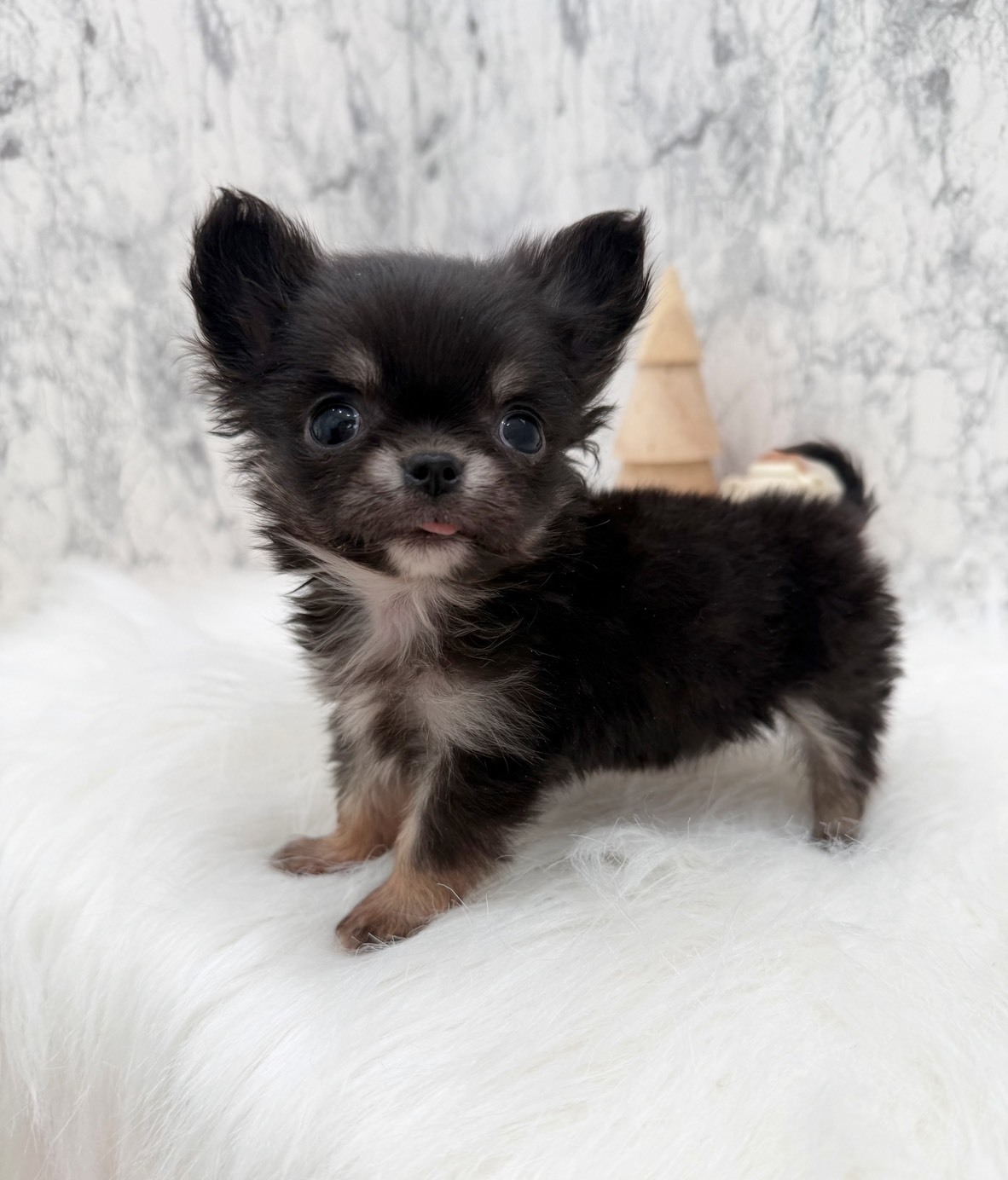 埼玉県のチワワ(ロング) (PETSHOP FATIS/2025年10月12日生まれ/女の子/ブラックタンホワイト)の子犬の2枚目の画像