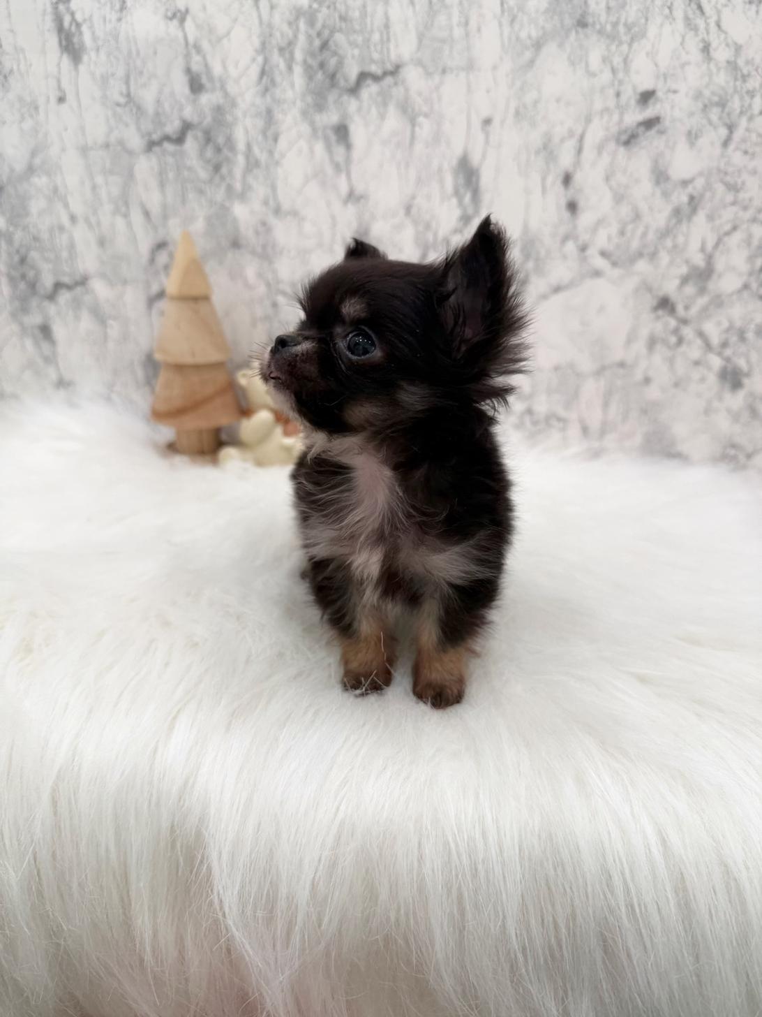 埼玉県のチワワ(ロング) (PETSHOP FATIS/2025年10月12日生まれ/女の子/ブラックタンホワイト)の子犬の3枚目の画像