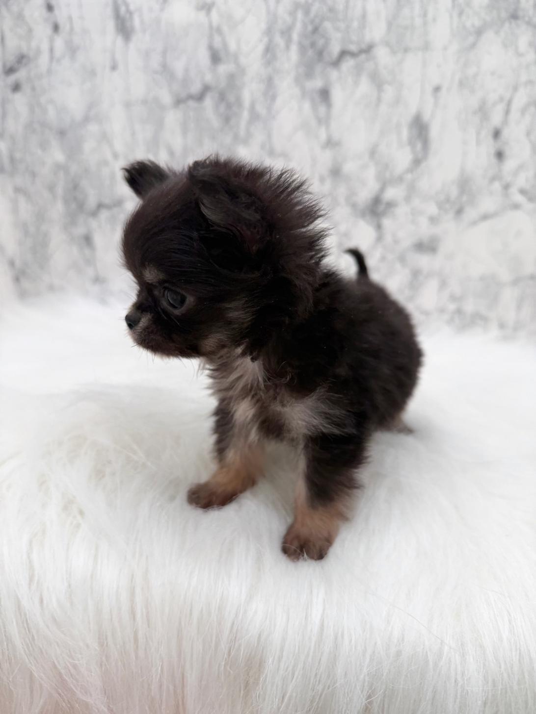 埼玉県のチワワ(ロング) (PETSHOP FATIS/2025年10月12日生まれ/女の子/ブラックタンホワイト)の子犬の4枚目の画像