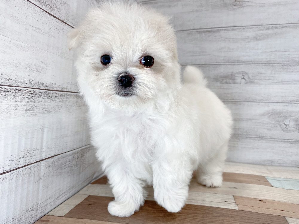 新潟県のマルチーズ (竹内ペット 新津本店/2025年7月28日生まれ/女の子/ホワイト)の子犬の1枚目の画像