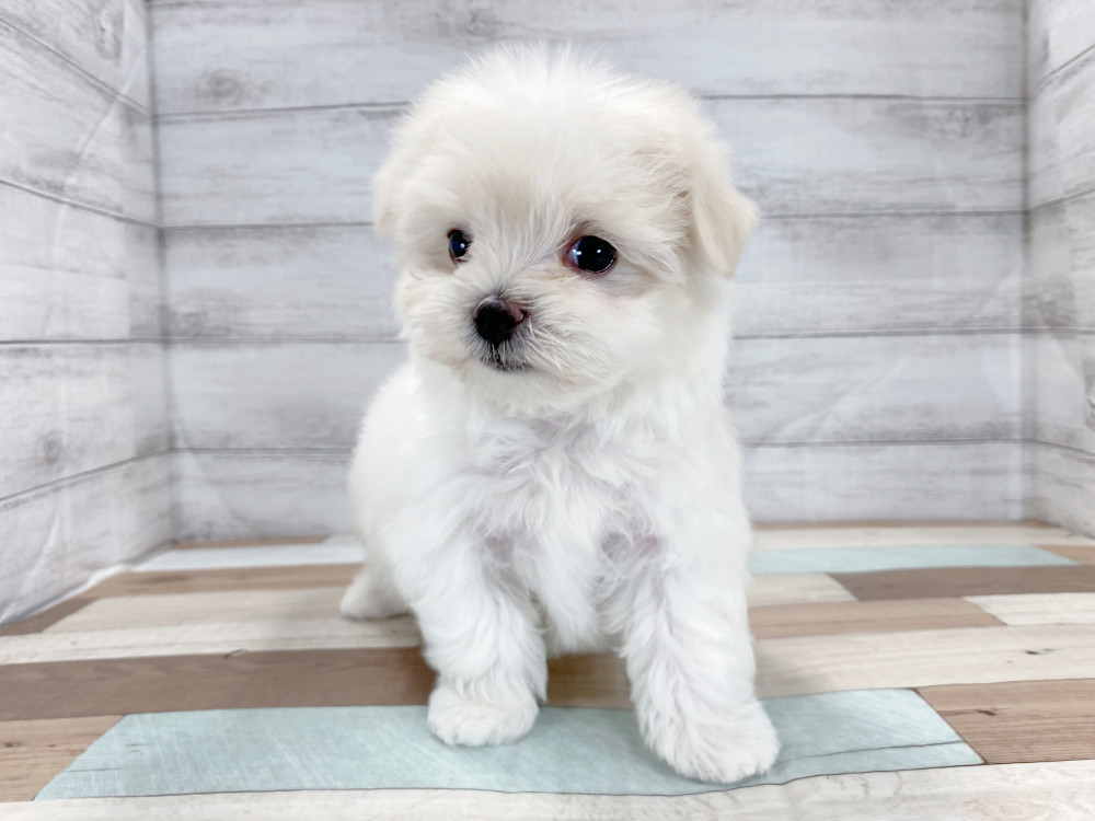 新潟県のマルチーズ (竹内ペット 新津本店/2025年7月28日生まれ/女の子/ホワイト)の子犬の2枚目の画像