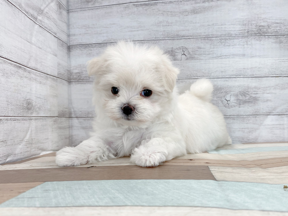 新潟県のマルチーズ (竹内ペット 新津本店/2025年7月28日生まれ/女の子/ホワイト)の子犬の3枚目の画像