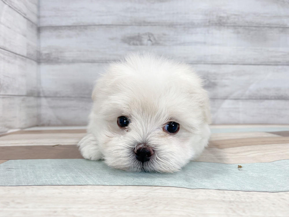 新潟県のマルチーズ (竹内ペット 新津本店/2025年7月28日生まれ/女の子/ホワイト)の子犬の4枚目の画像