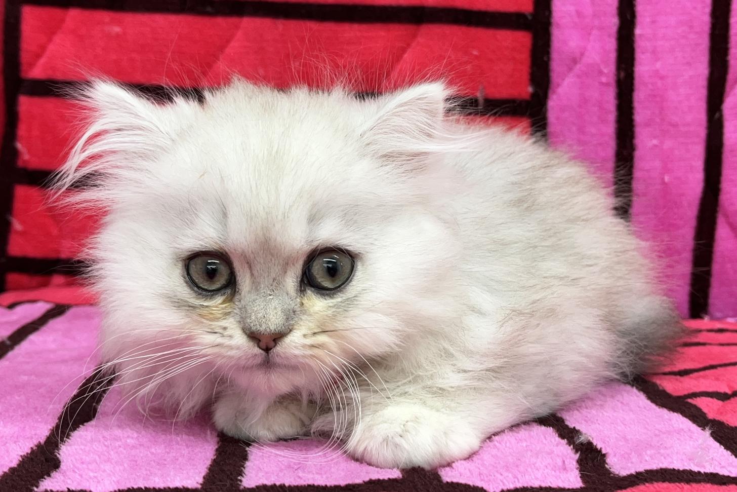 愛知県のペルシャ (ハピースペット鳴海店/2025年3月19日生まれ/男の子/チンチラシルバー)の子猫