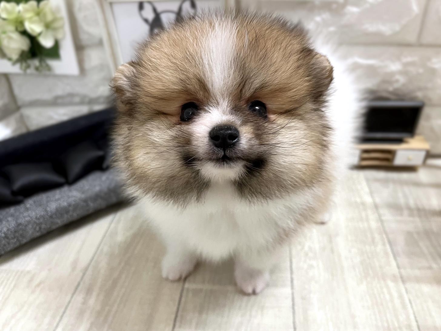 大阪府のポメラニアン (DOGMAN平野瓜破店/2025年12月1日生まれ/男の子/パーティーカラー)の子犬の1枚目の画像