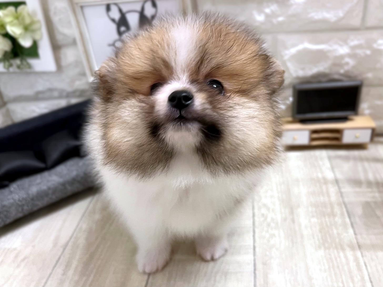 大阪府のポメラニアン (DOGMAN平野瓜破店/2025年12月1日生まれ/男の子/パーティーカラー)の子犬の2枚目の画像