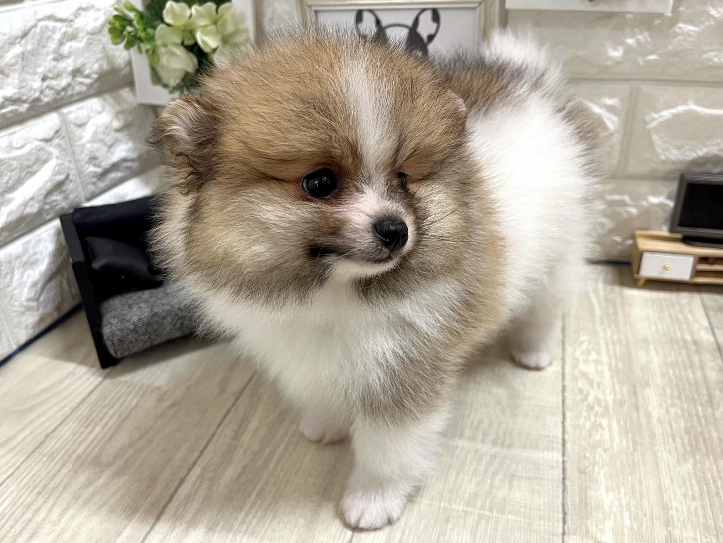 大阪府のポメラニアン (DOGMAN平野瓜破店/2025年12月1日生まれ/男の子/パーティーカラー)の子犬の3枚目の画像