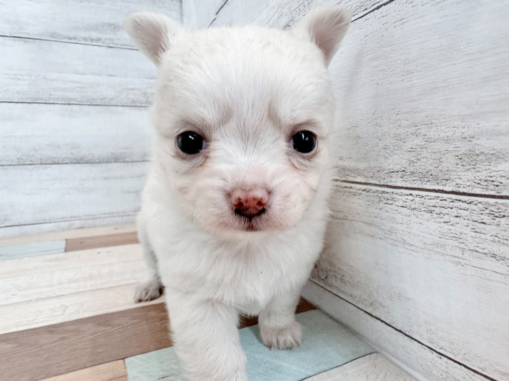 新潟県のチワワ(ロング) (竹内ペット 新潟西店/2025年11月2日生まれ/男の子/クリーム)の子犬