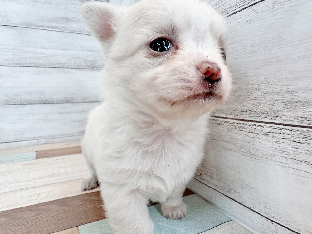 新潟県のチワワ(ロング) (竹内ペット 新潟西店/2025年11月2日生まれ/男の子/クリーム)の子犬の2枚目の画像