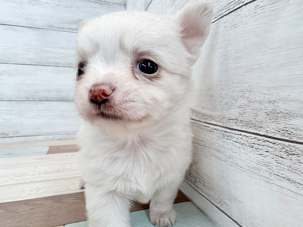 新潟県のチワワ(ロング) (竹内ペット 新潟西店/2025年11月2日生まれ/男の子/クリーム)の子犬の3枚目の画像