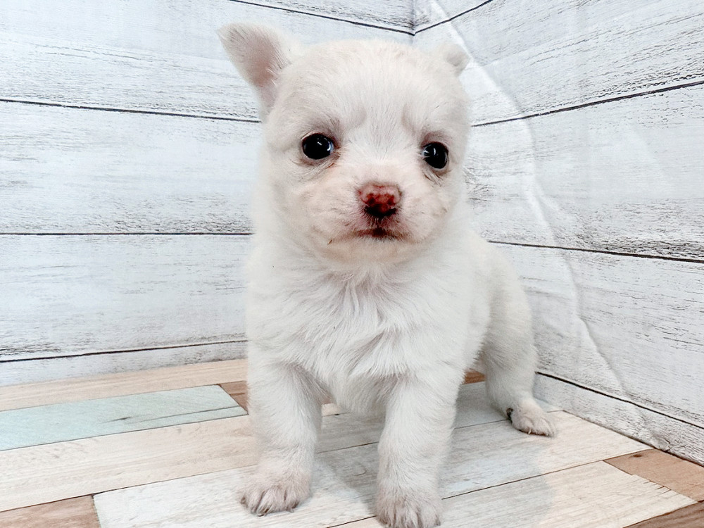 新潟県のチワワ(ロング) (竹内ペット 新潟西店/2025年11月2日生まれ/男の子/クリーム)の子犬の4枚目の画像