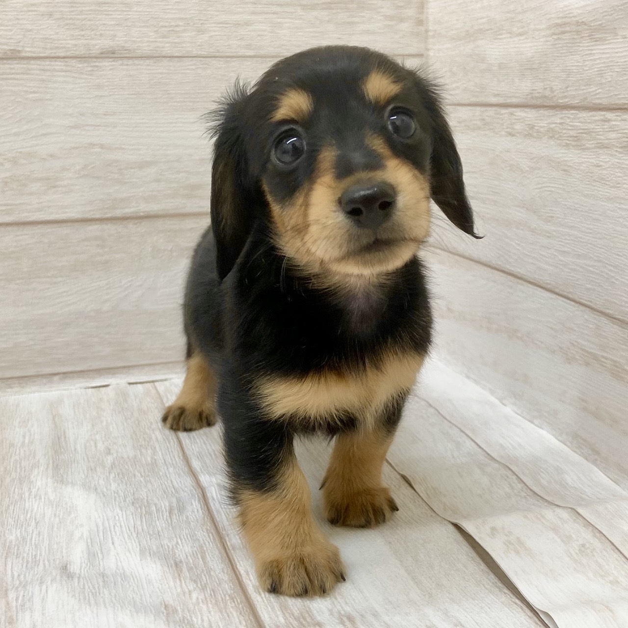 東京都のミニチュアダックスフンド(ロング) (ペピカファミリー水元店/2025年8月30日生まれ/女の子/ブラックタン)の子犬の1枚目の画像