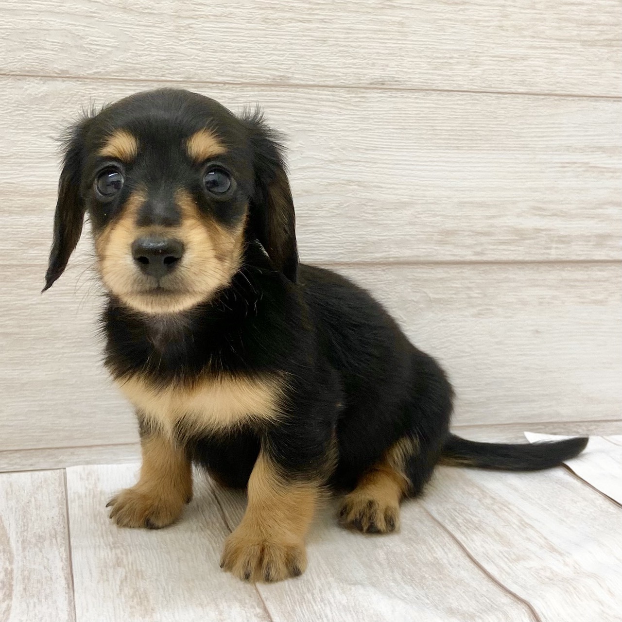 東京都のミニチュアダックスフンド(ロング) (ペピカファミリー水元店/2025年8月30日生まれ/女の子/ブラックタン)の子犬の2枚目の画像