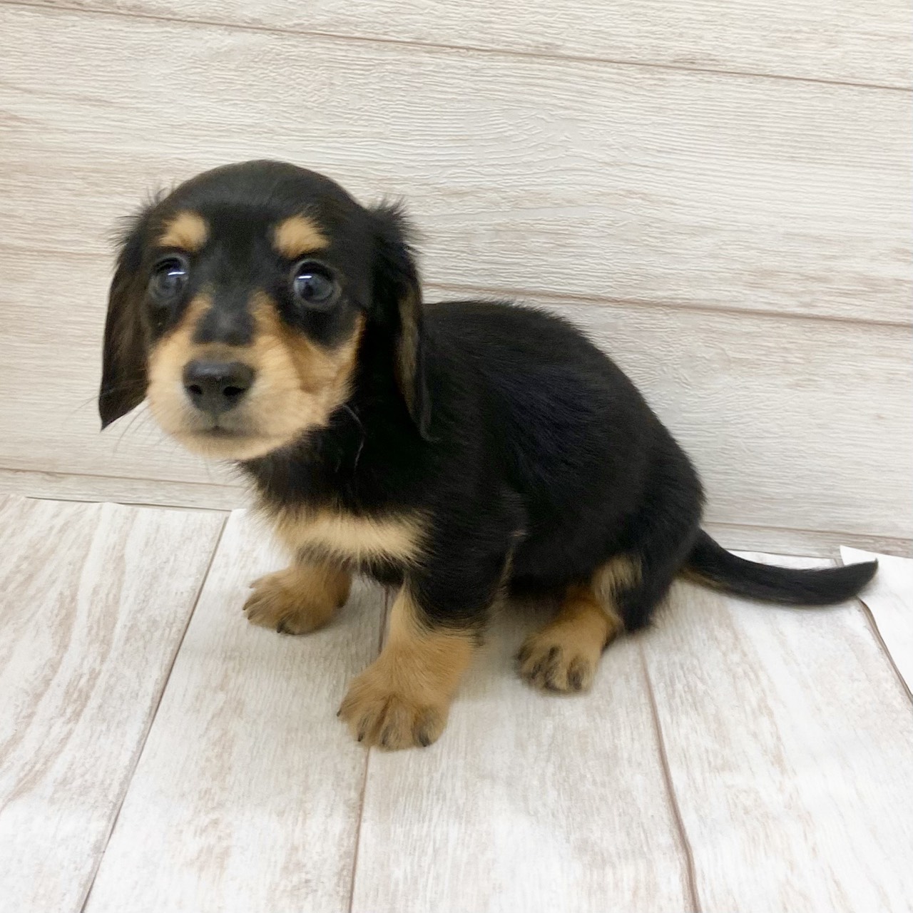 東京都のミニチュアダックスフンド(ロング) (ペピカファミリー水元店/2025年8月30日生まれ/女の子/ブラックタン)の子犬の3枚目の画像