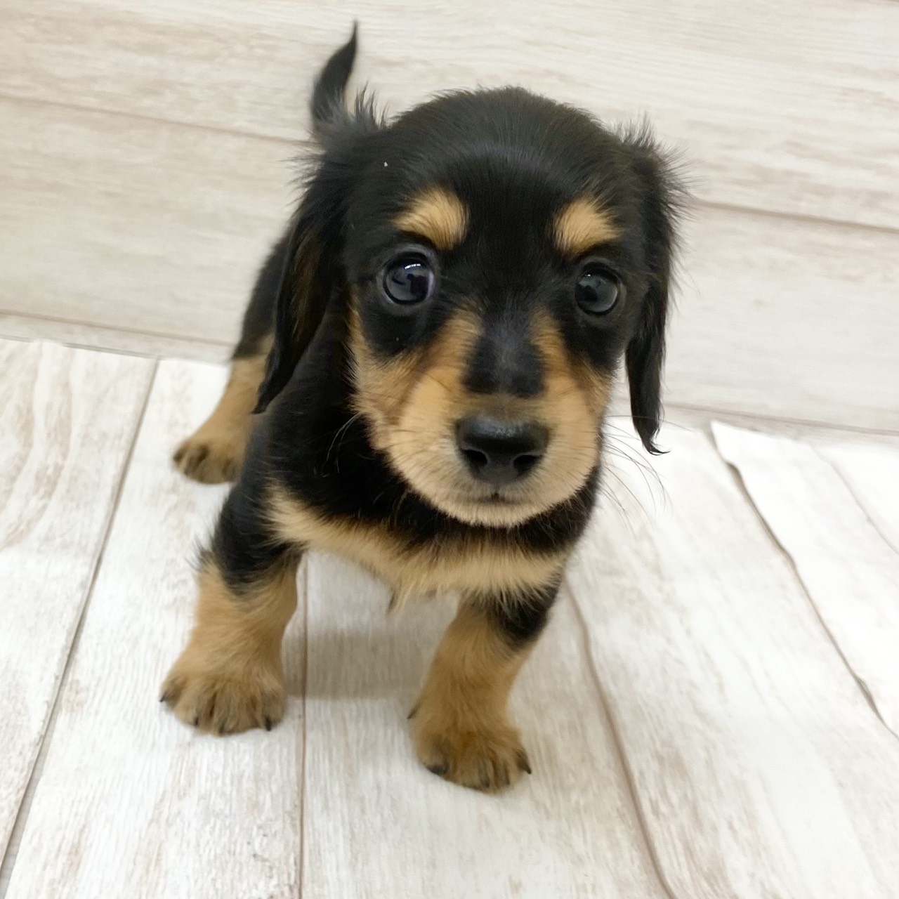 東京都のミニチュアダックスフンド(ロング) (ペピカファミリー水元店/2025年8月30日生まれ/女の子/ブラックタン)の子犬の4枚目の画像