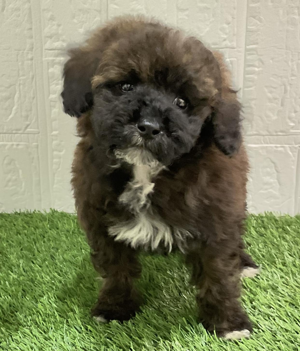 佐賀県のトイプードル(トイ) (ドッグズホーム佐賀店/2025年12月1日生まれ/男の子/ブリンドル)の子犬