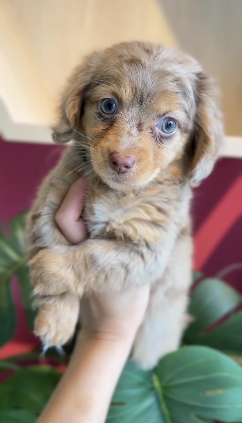 埼玉県のチワックス(チワワ×ダックス) (PET SHOP Tiny tales/2025年12月27日生まれ/男の子/チョコレートダップル)の子犬の1枚目の画像