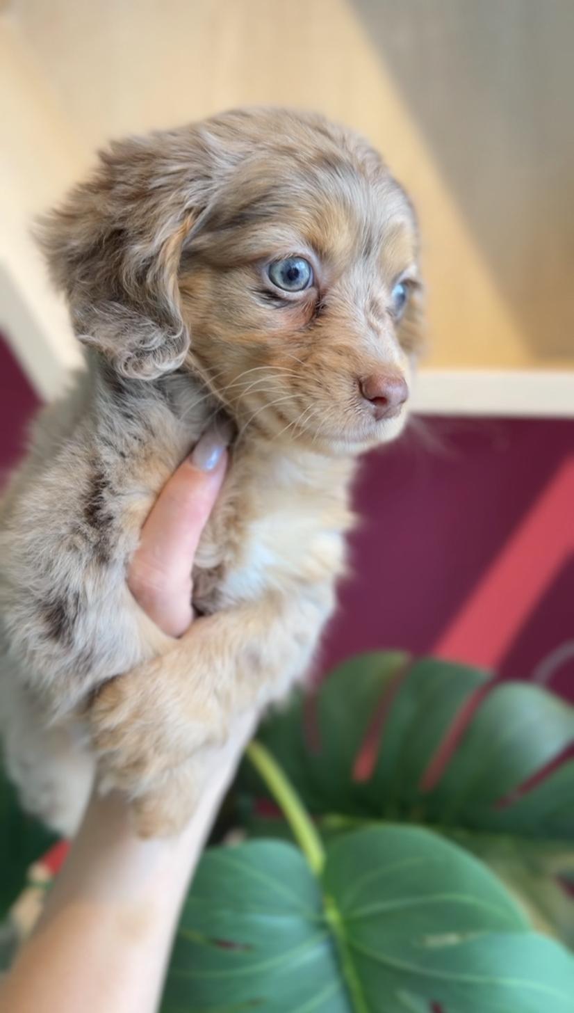 埼玉県のチワックス(チワワ×ダックス) (PET SHOP Tiny tales/2025年12月27日生まれ/男の子/チョコレートダップル)の子犬の2枚目の画像