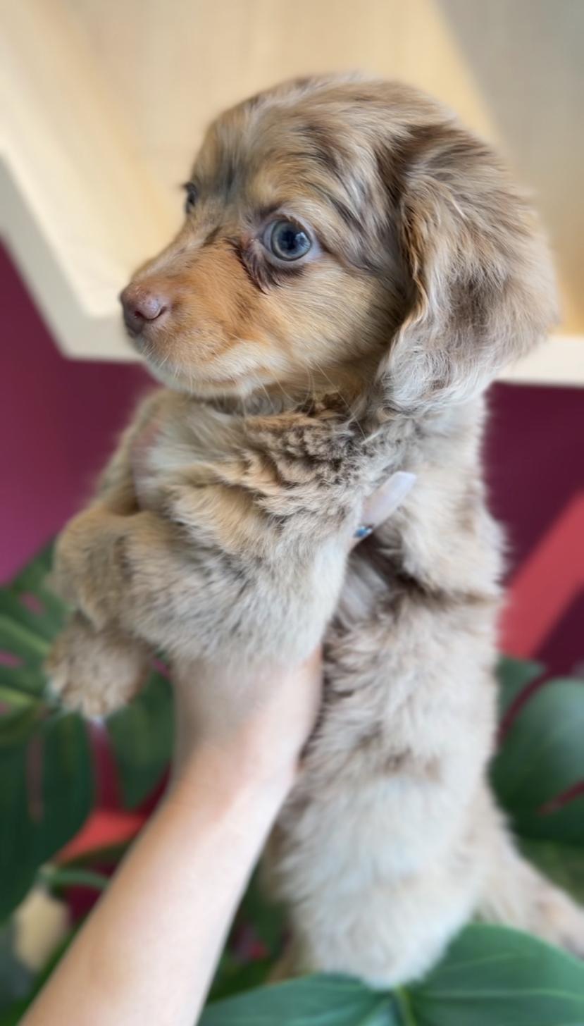 埼玉県のチワックス(チワワ×ダックス) (PET SHOP Tiny tales/2025年12月27日生まれ/男の子/チョコレートダップル)の子犬の3枚目の画像