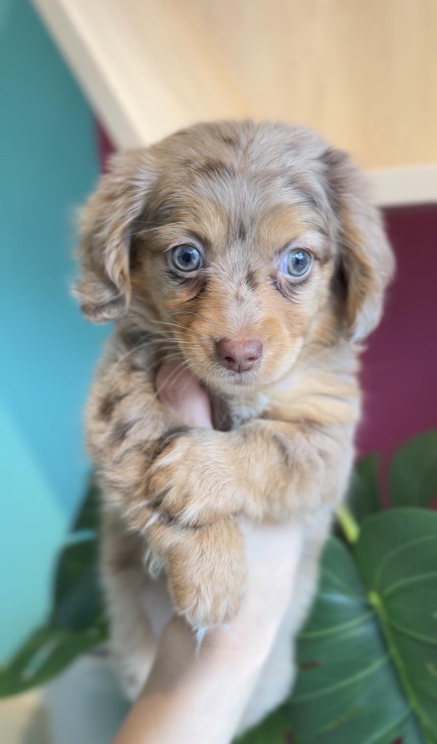 埼玉県のチワックス(チワワ×ダックス) (PET SHOP Tiny tales/2025年12月27日生まれ/男の子/チョコレートダップル)の子犬の4枚目の画像