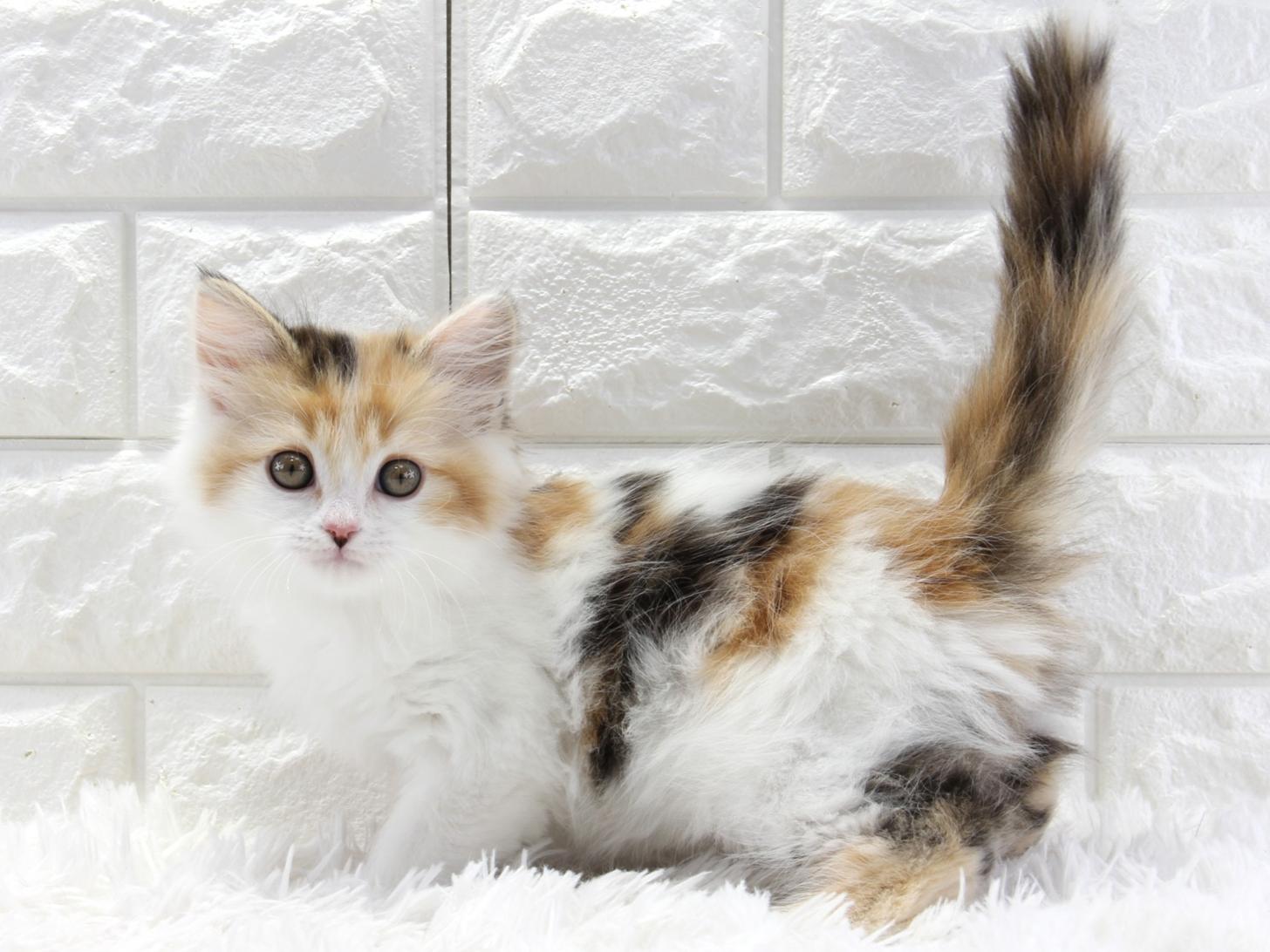 愛知県のサイベリアン (猫福家 名古屋南店/2026年1月24日生まれ/女の子/ブラウンパッチドタビーホワイト)の子猫の1枚目の画像