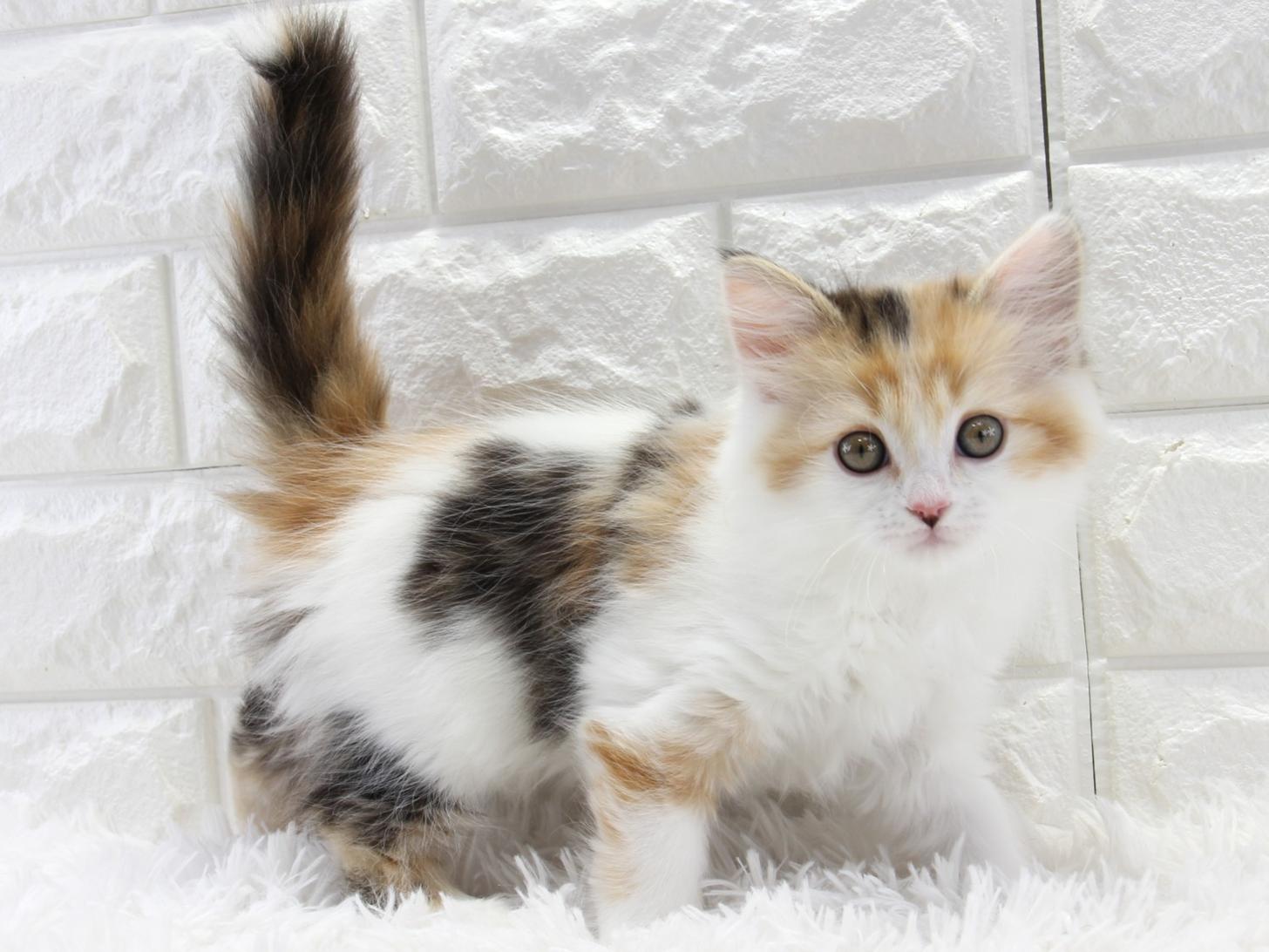 愛知県のサイベリアン (猫福家 名古屋南店/2026年1月24日生まれ/女の子/ブラウンパッチドタビーホワイト)の子猫の2枚目の画像