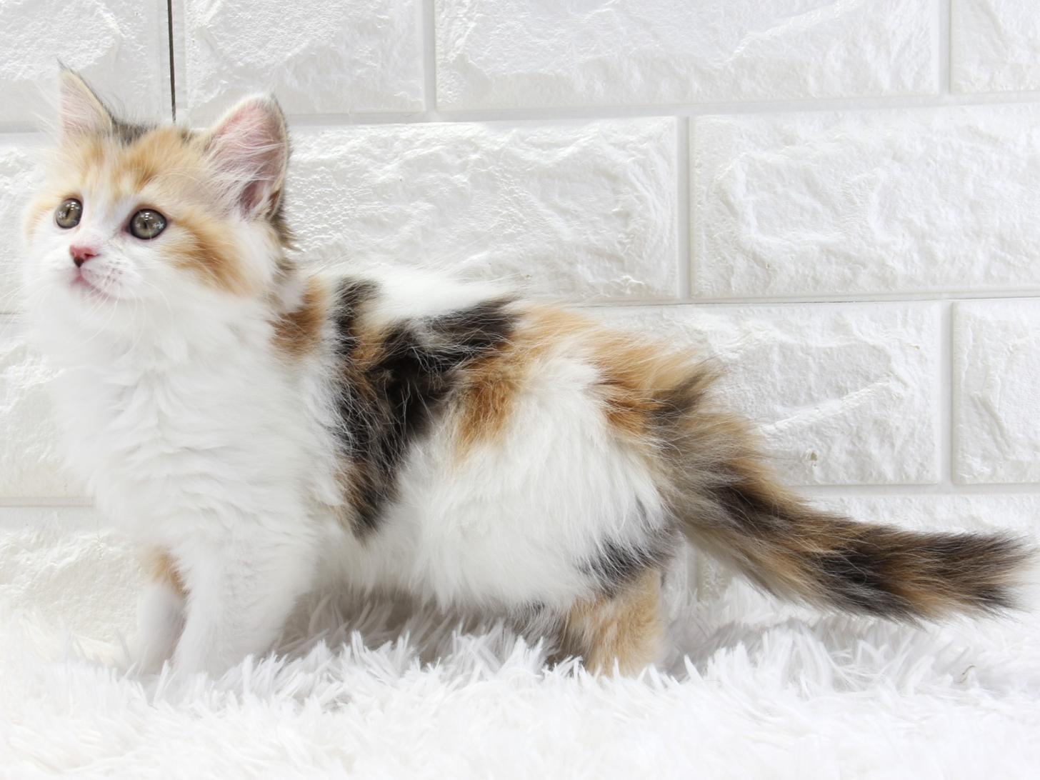 愛知県のサイベリアン (猫福家 名古屋南店/2026年1月24日生まれ/女の子/ブラウンパッチドタビーホワイト)の子猫の3枚目の画像