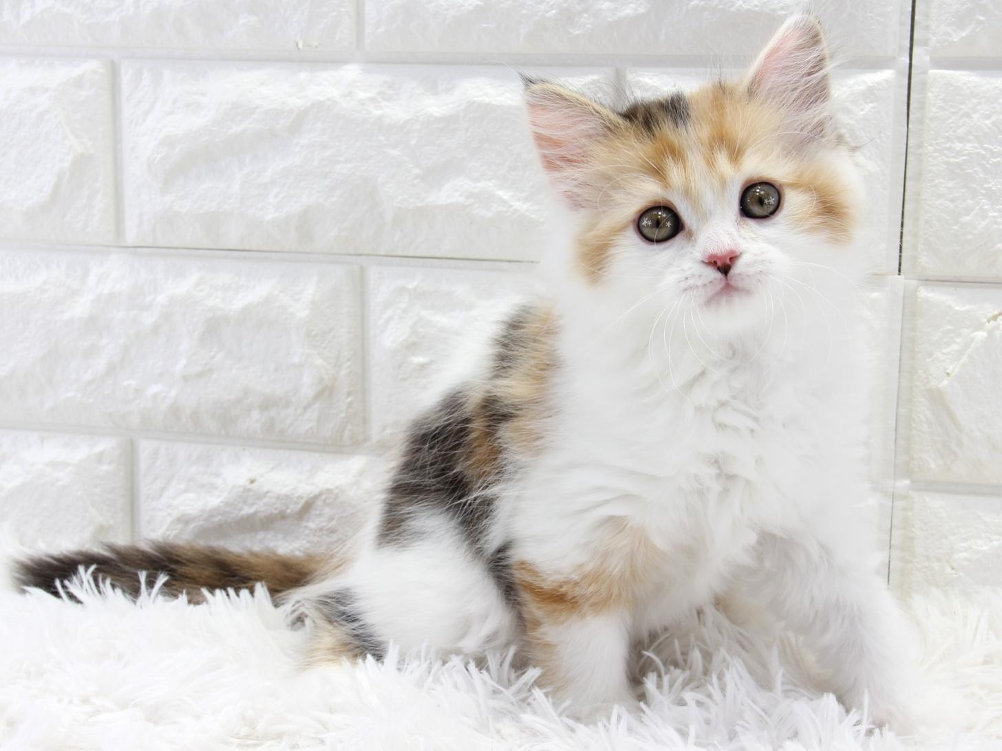 愛知県のサイベリアン (猫福家 名古屋南店/2026年1月24日生まれ/女の子/ブラウンパッチドタビーホワイト)の子猫の4枚目の画像