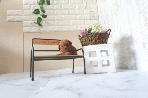 滋賀県のトイプードル(トイ) (いっぷく湖南店/2025年5月22日生まれ/女の子/レッドフォーン)の子犬の1枚目の画像