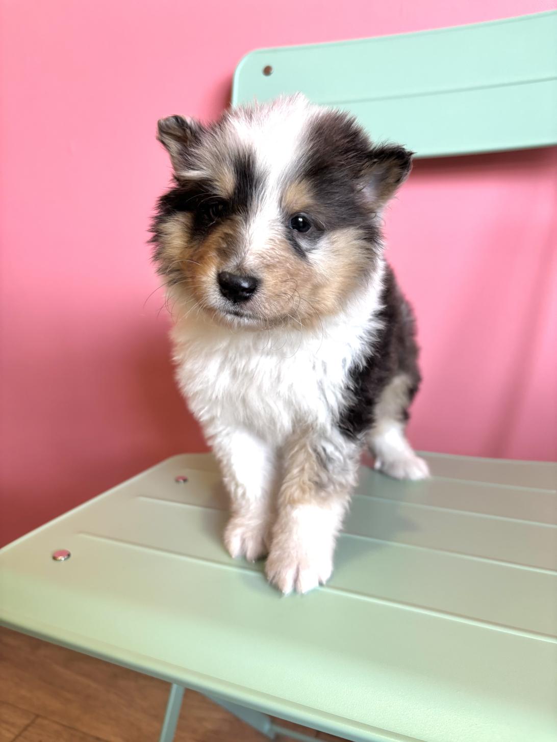 埼玉県のシェットランドシープドッグ (ペッツスマイル南中野店/2026年1月20日生まれ/男の子/ブルーマール)の子犬の1枚目の画像