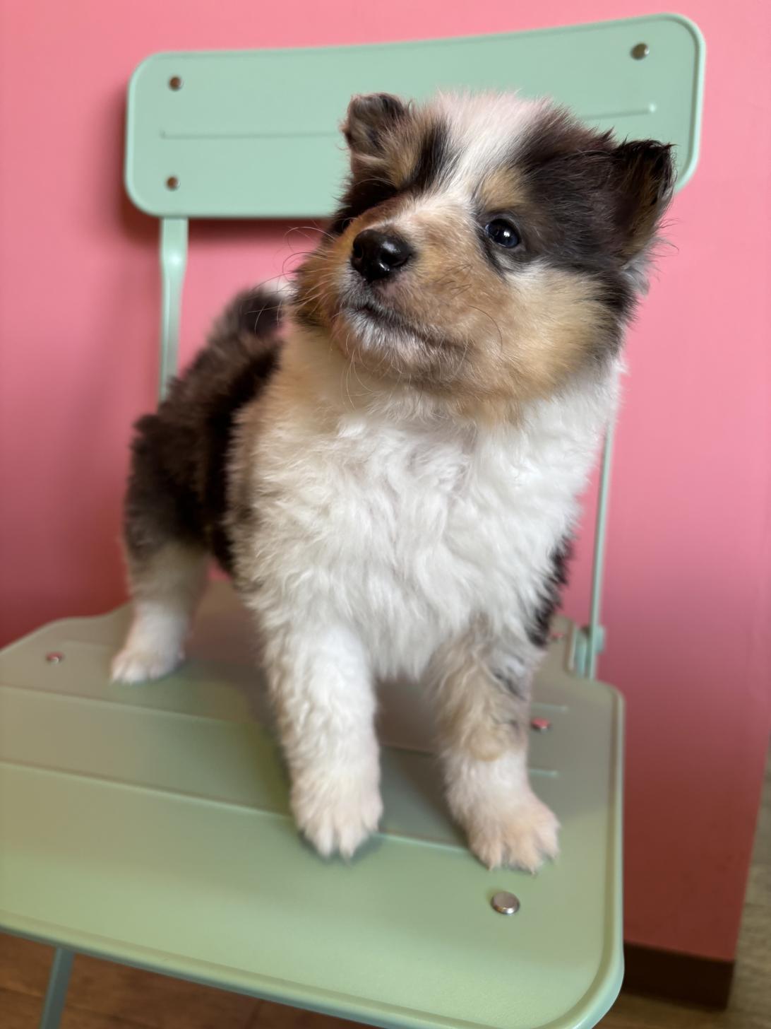 埼玉県のシェットランドシープドッグ (ペッツスマイル南中野店/2026年1月20日生まれ/男の子/ブルーマール)の子犬の2枚目の画像