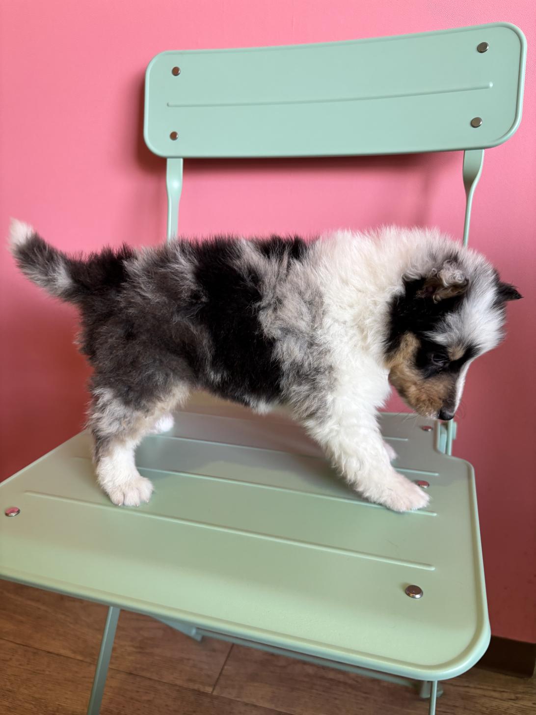 埼玉県のシェットランドシープドッグ (ペッツスマイル南中野店/2026年1月20日生まれ/男の子/ブルーマール)の子犬の3枚目の画像