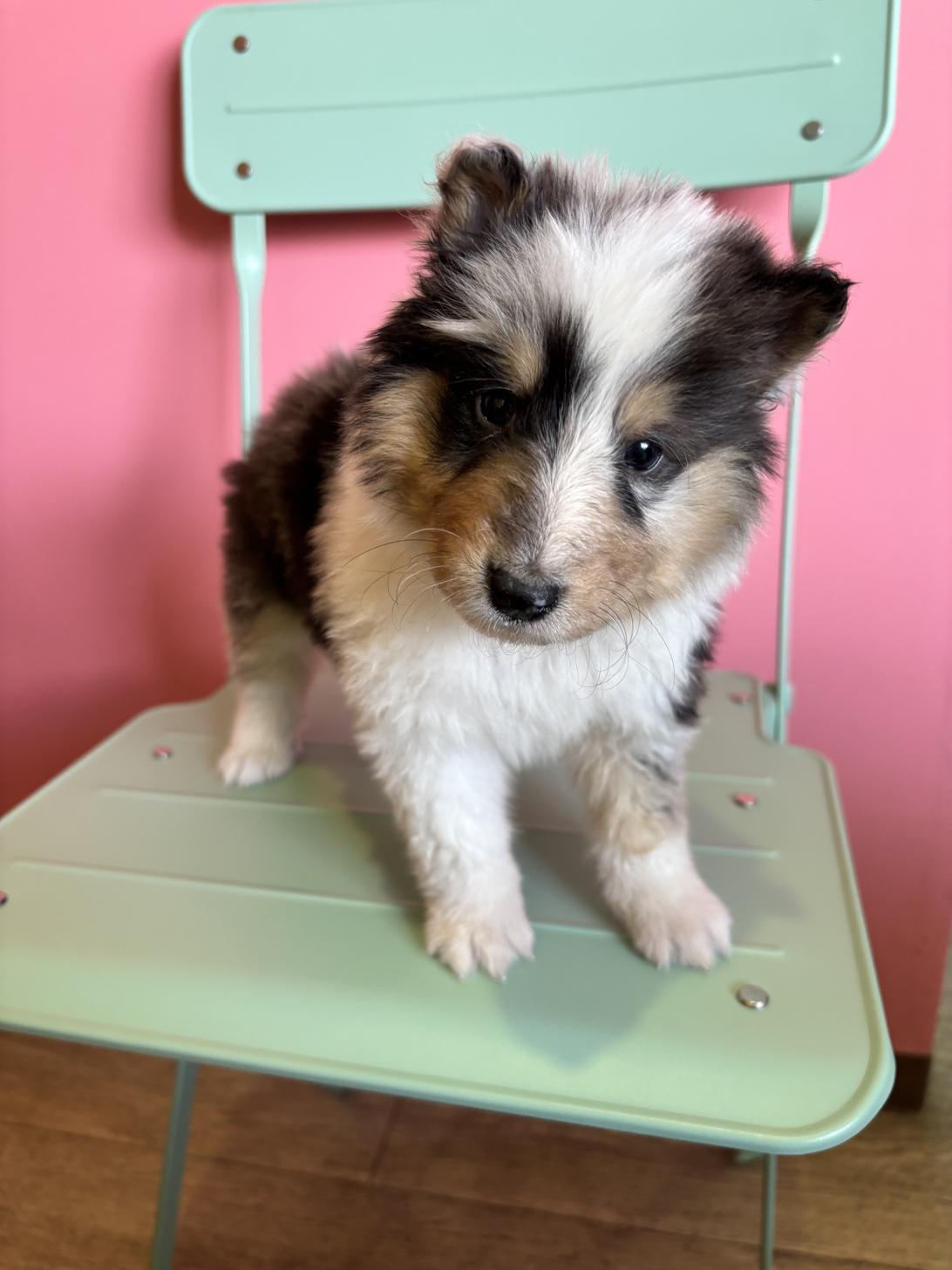 埼玉県のシェットランドシープドッグ (ペッツスマイル南中野店/2026年1月20日生まれ/男の子/ブルーマール)の子犬の4枚目の画像