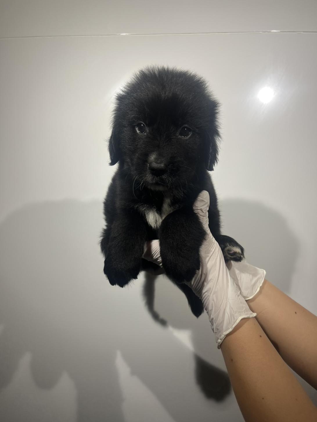 埼玉県のハーフ犬・ミックス犬 (ペッツスマイル加須インター店/2026年7月26日生まれ/男の子/ブラックホワイト)の子犬の1枚目の画像