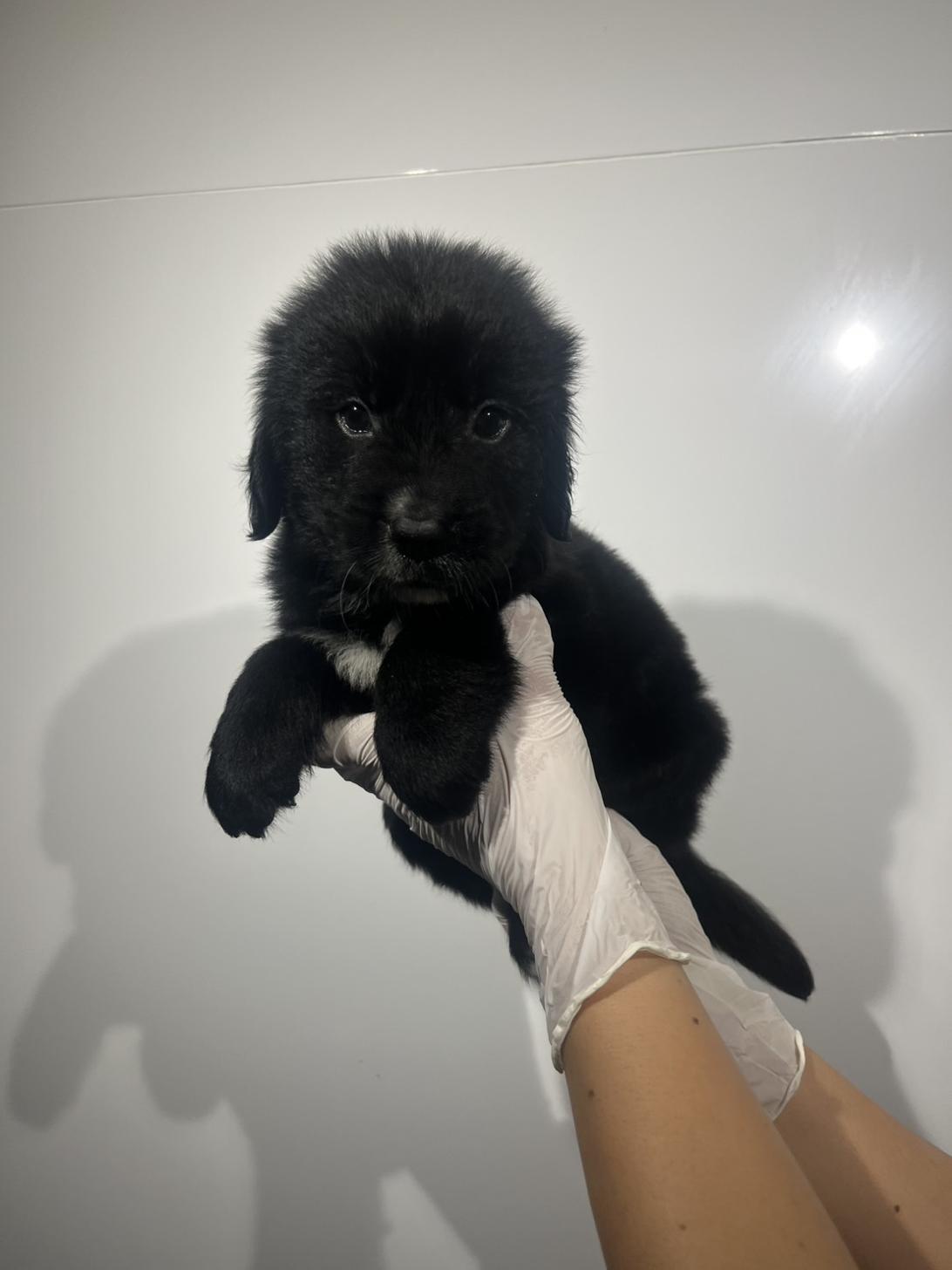 埼玉県のハーフ犬・ミックス犬 (ペッツスマイル加須インター店/2026年7月26日生まれ/男の子/ブラックホワイト)の子犬の2枚目の画像