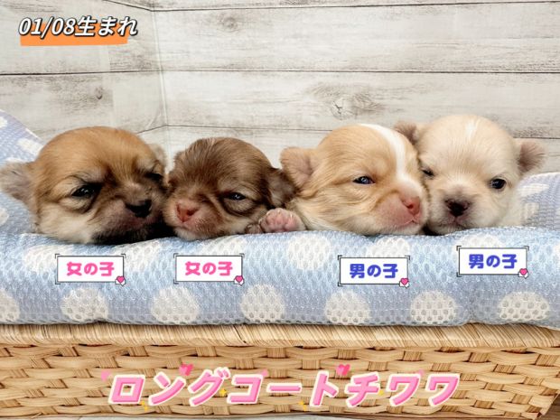 新潟県のチワワ(ロング) (竹内ペット 新津本店/2026年1月8日生まれ/男の子/その他色)の子犬の1枚目の画像