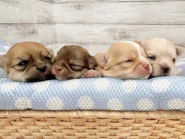 新潟県のチワワ(ロング) (竹内ペット 新津本店/2026年1月8日生まれ/男の子/その他色)の子犬の2枚目の画像