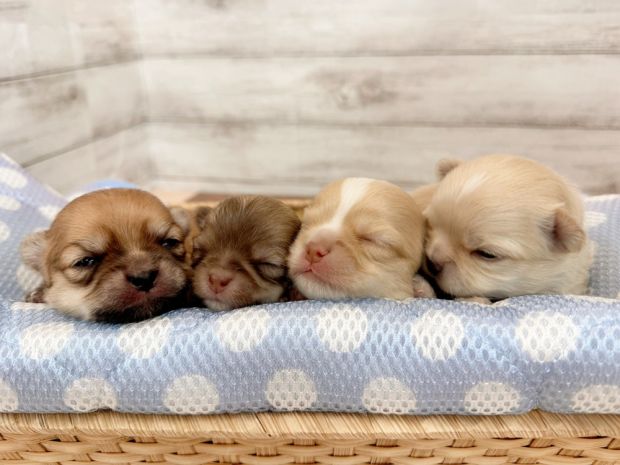 新潟県のチワワ(ロング) (竹内ペット 新津本店/2026年1月8日生まれ/男の子/その他色)の子犬の3枚目の画像