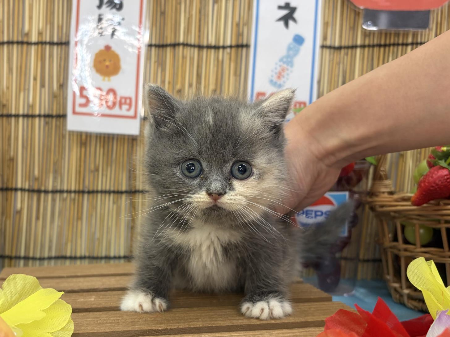 北海道のマンチカン (ラブワンコ カインズ大曲店/2026年7月11日生まれ/女の子/ブルーパッチドホワイト)の子猫の1枚目の画像