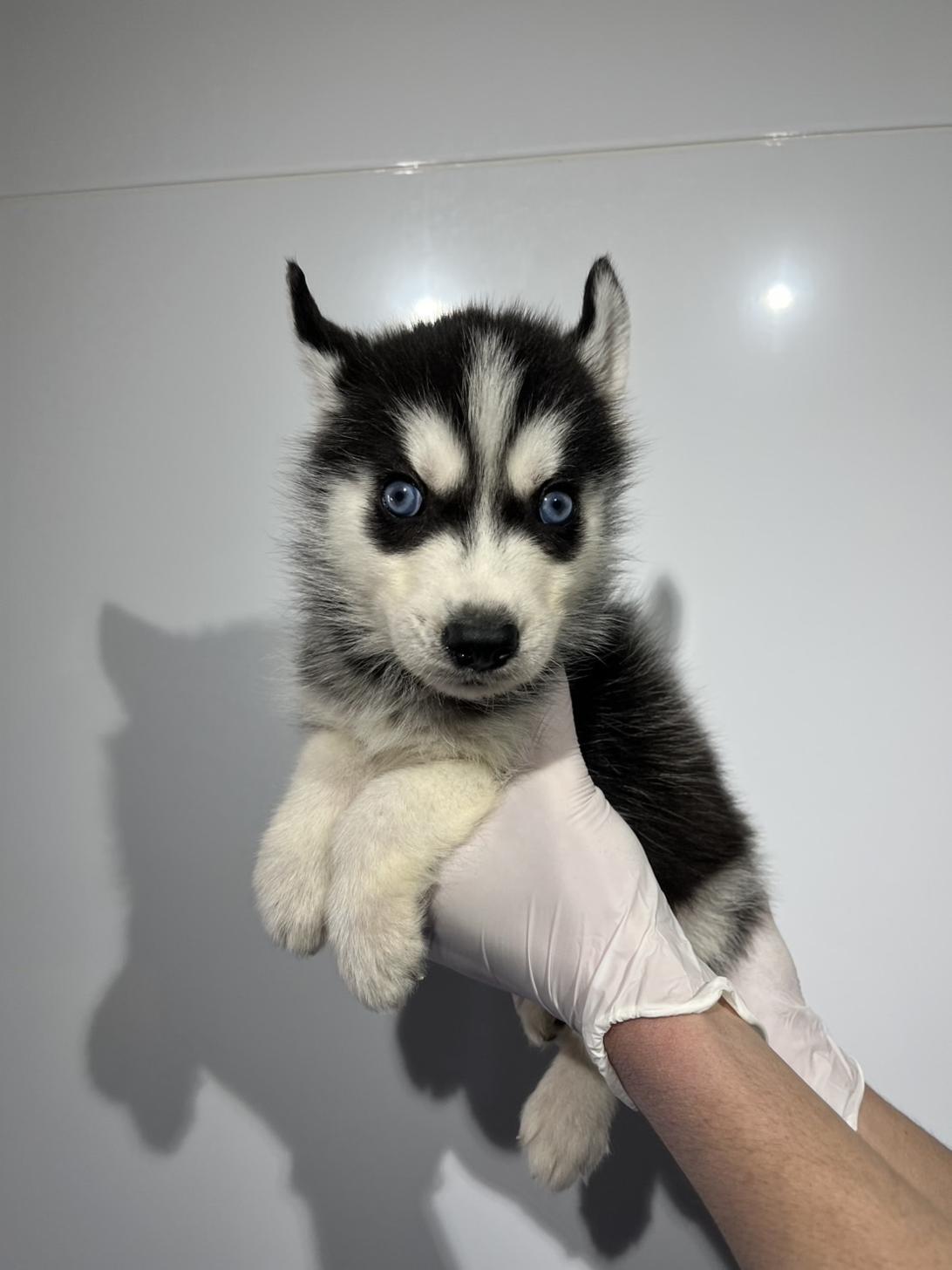 埼玉県のシベリアンハスキー (ペッツスマイル加須インター店/2025年12月14日生まれ/男の子/ブラックホワイト)の子犬の1枚目の画像