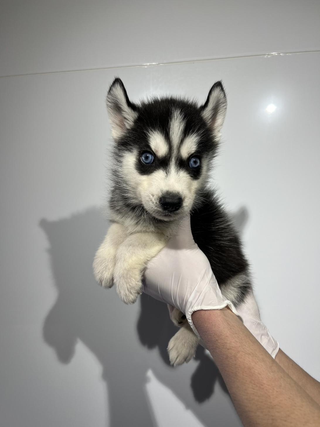 埼玉県のシベリアンハスキー (ペッツスマイル加須インター店/2025年12月14日生まれ/男の子/ブラックホワイト)の子犬の2枚目の画像