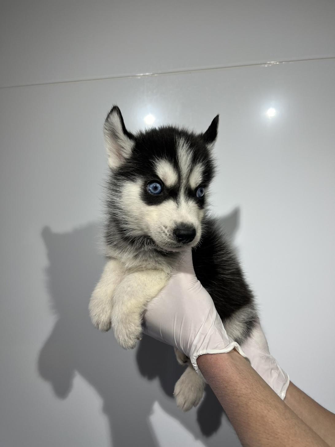 埼玉県のシベリアンハスキー (ペッツスマイル加須インター店/2025年12月14日生まれ/男の子/ブラックホワイト)の子犬の3枚目の画像