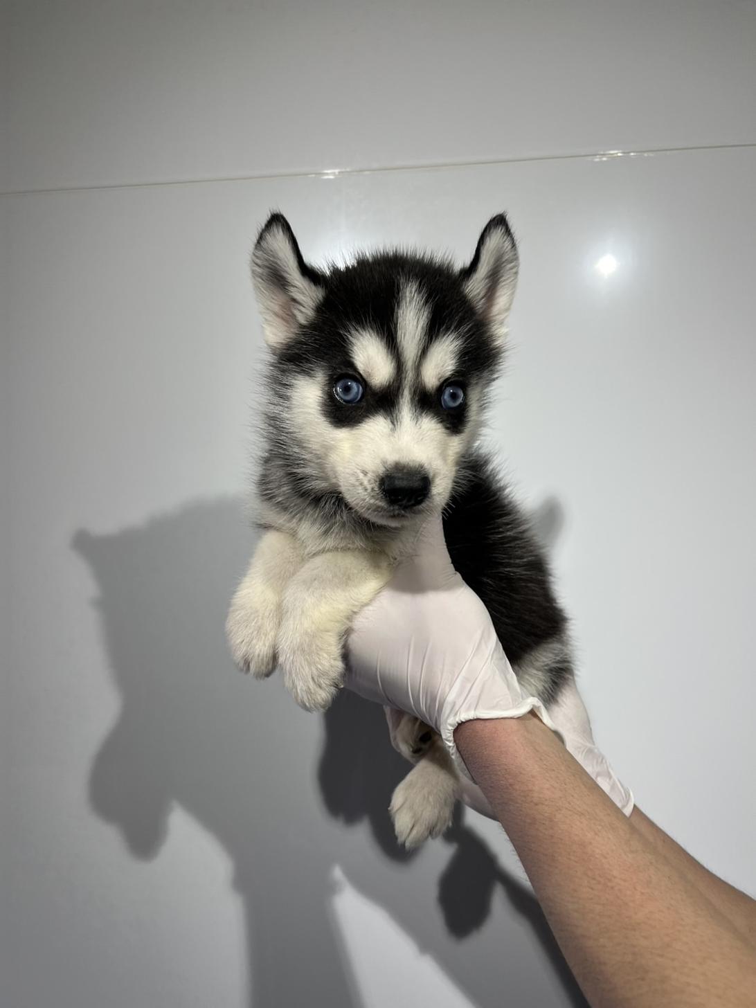 埼玉県のシベリアンハスキー (ペッツスマイル加須インター店/2025年12月14日生まれ/男の子/ブラックホワイト)の子犬の4枚目の画像