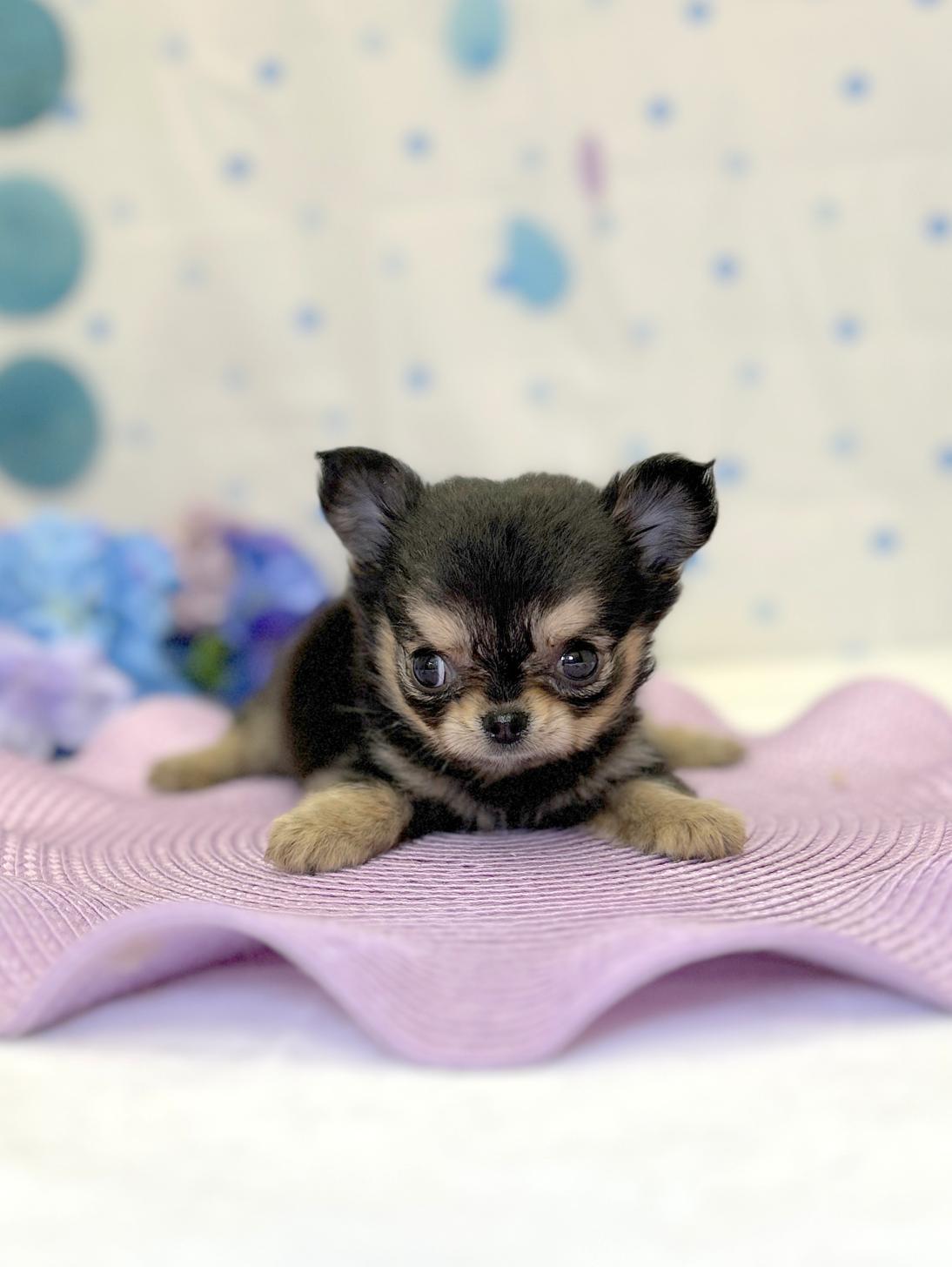 北海道のチワワ(ロング) (ラブワンコ平岸店/2026年4月26日生まれ/女の子/ブラックタン)の子犬