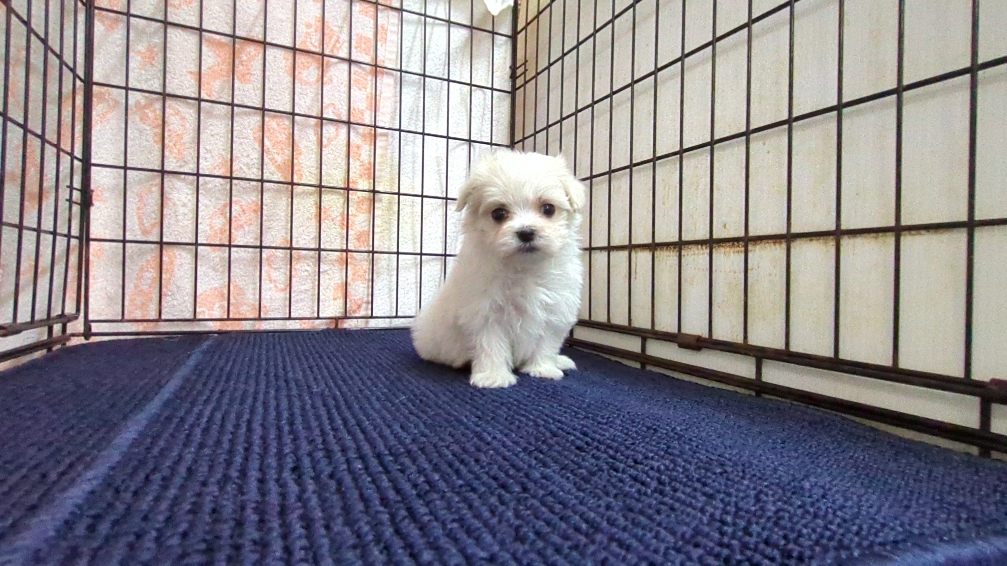 茨城県のマルチーズ (ペットショップスズキ/2025年12月11日生まれ/女の子/ホワイト)の子犬の1枚目の画像