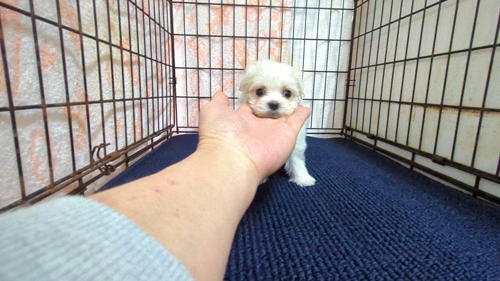 茨城県のマルチーズ (ペットショップスズキ/2025年12月11日生まれ/女の子/ホワイト)の子犬の2枚目の画像