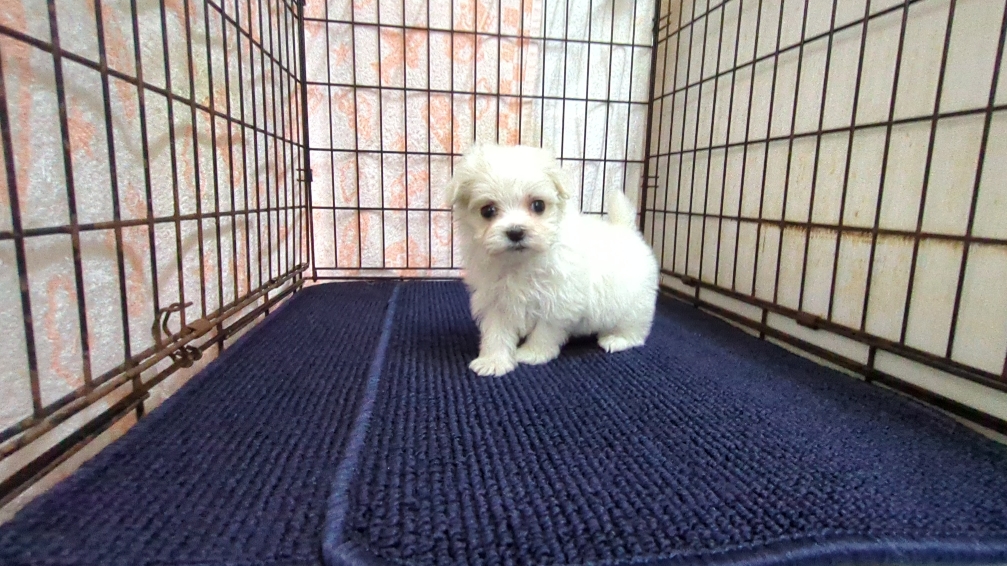 茨城県のマルチーズ (ペットショップスズキ/2025年12月11日生まれ/女の子/ホワイト)の子犬の3枚目の画像